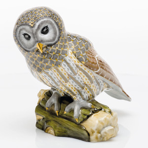 Gray Barred Owl 